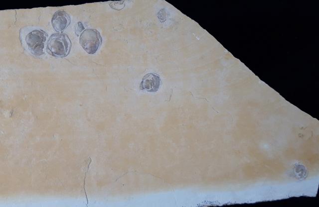 Terebratula sp. MUELLER 1776 - Bild &copy; FossNet FossilienStore